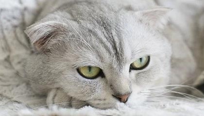 多样化赛事频道-青年才俊闪耀转会市场，多家俱乐部争逐未来之星，青年才俊,未来可期