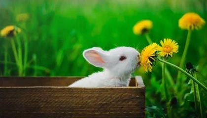 多样化赛事频道-青年才俊闪耀转会市场，多家俱乐部争逐未来之星，青年才俊,未来可期