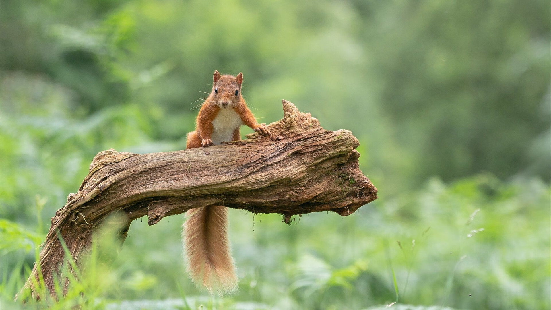 _凯尔特人上演精彩逆转,士气大振_,凯尔特人最新