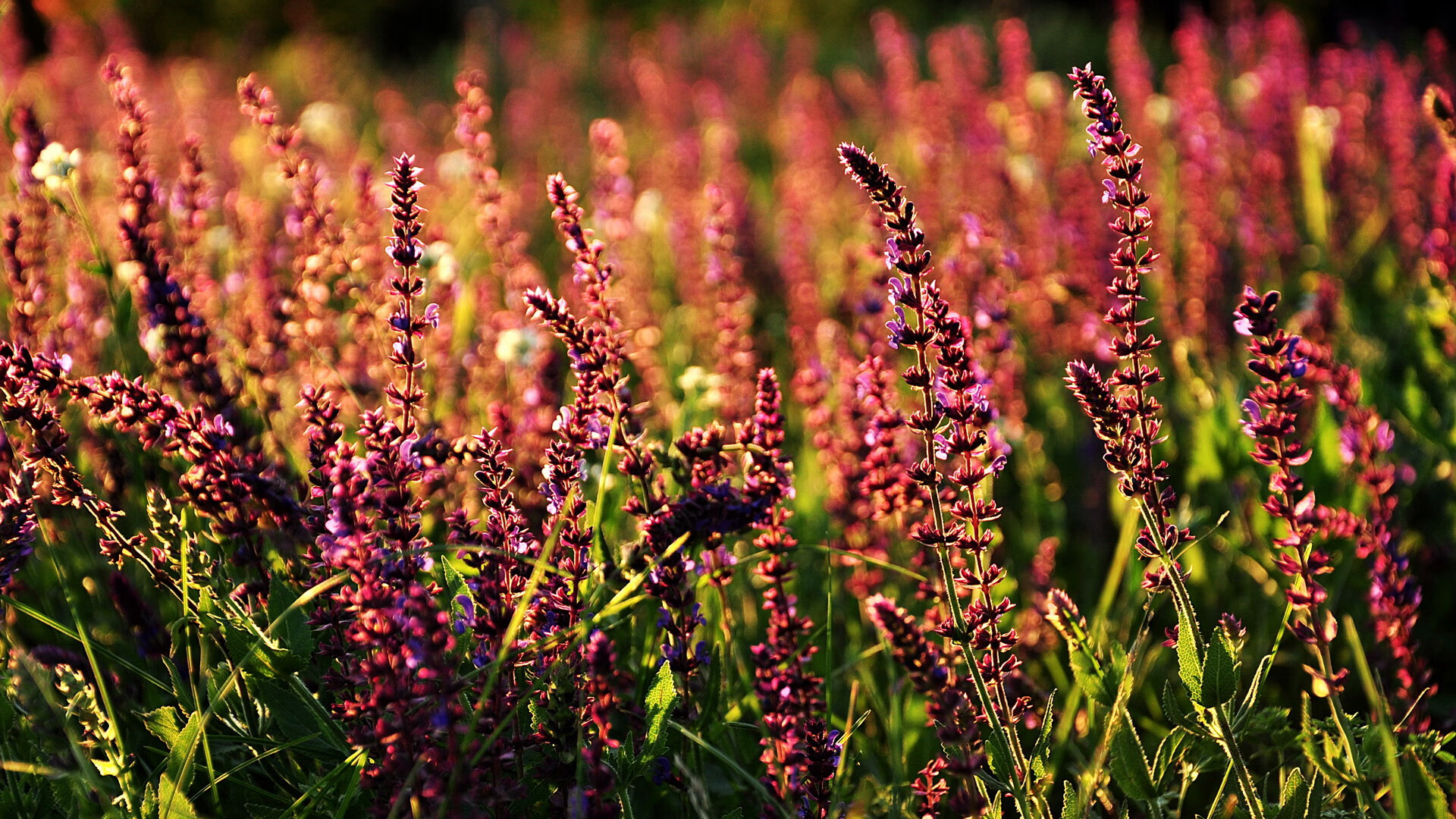 fb体育官网首页-_湖人誓夺佳绩，奋力冲刺季后赛_，湖人季后赛2021