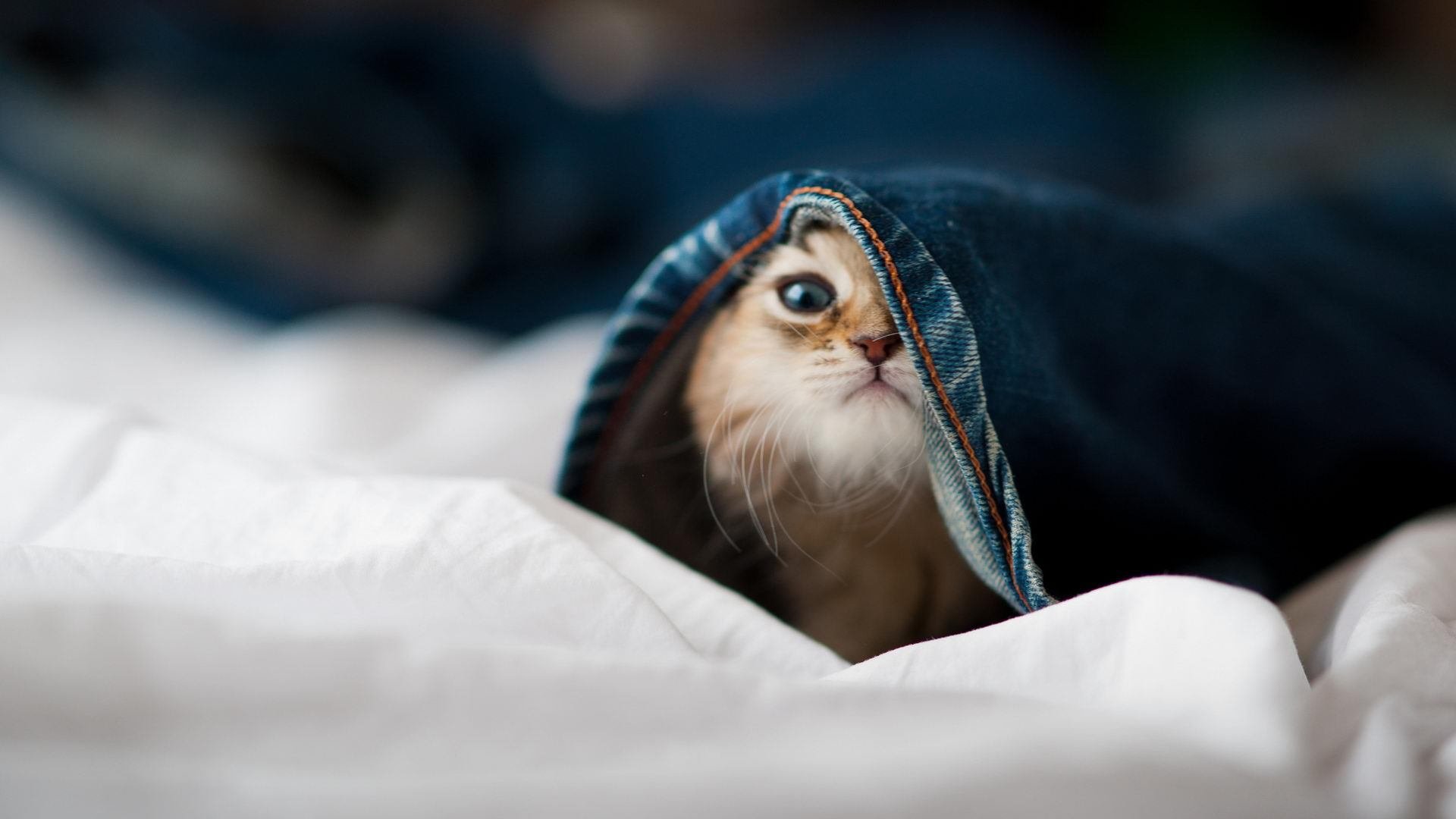 FB体育官网平台-“青少年足球文化节带动青涩梦想，激励更多少年投身运动”，青少年足球秀节目有哪些