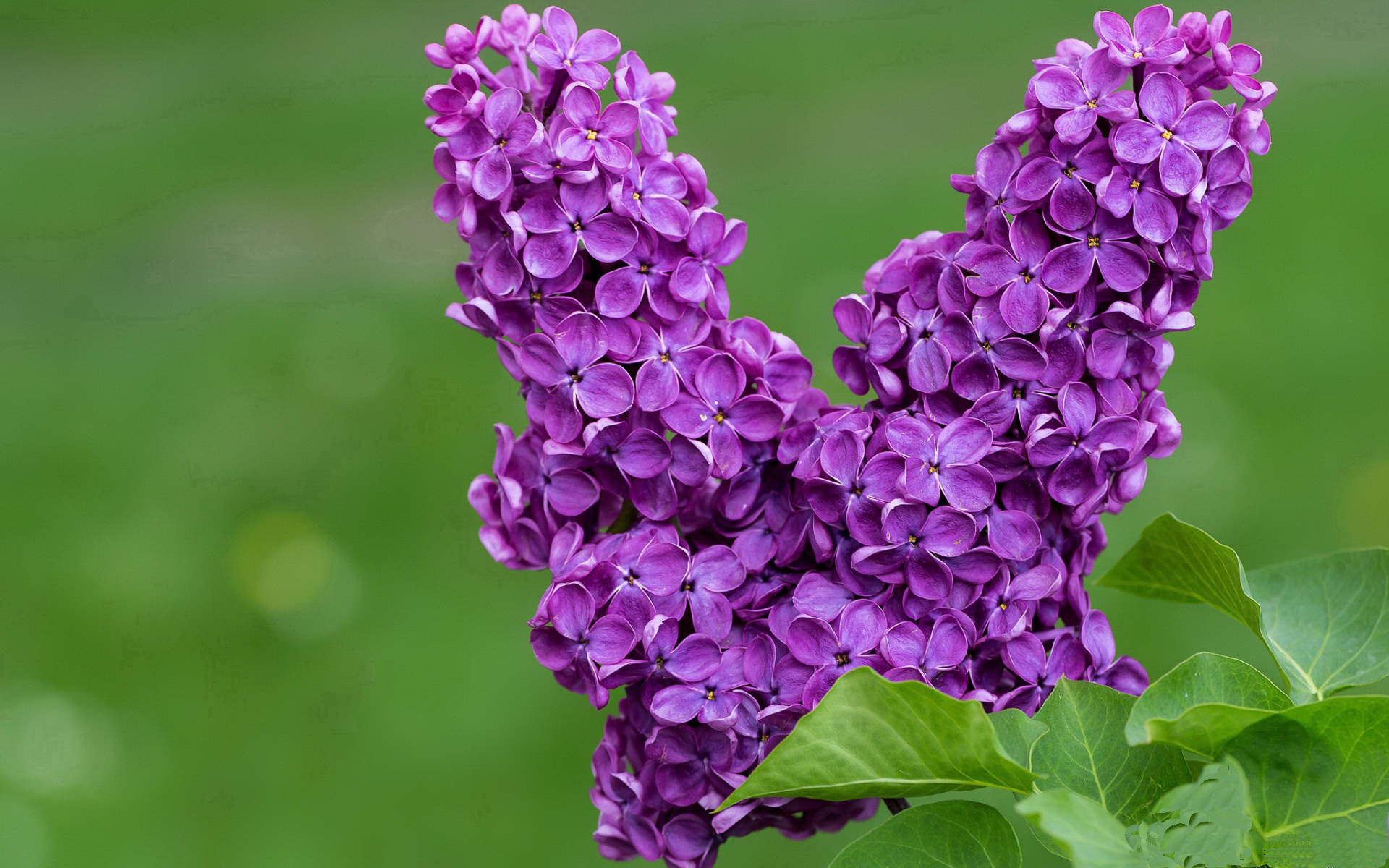 利物浦高位逼抢战术成效果，逆转热刺再现奇迹，利物浦2_2热刺