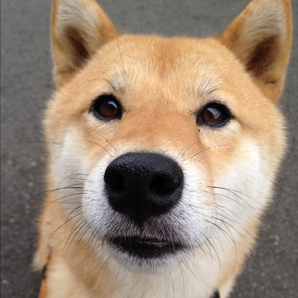 fb体育官网首页-奥运赛场，日本队展现铁血精神！，日本奥运会参赛队