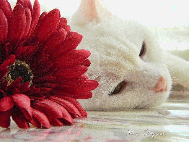 特色篮球文化“走出去”，在海外多国展现中国体育魅力，浅谈中外篮球文化