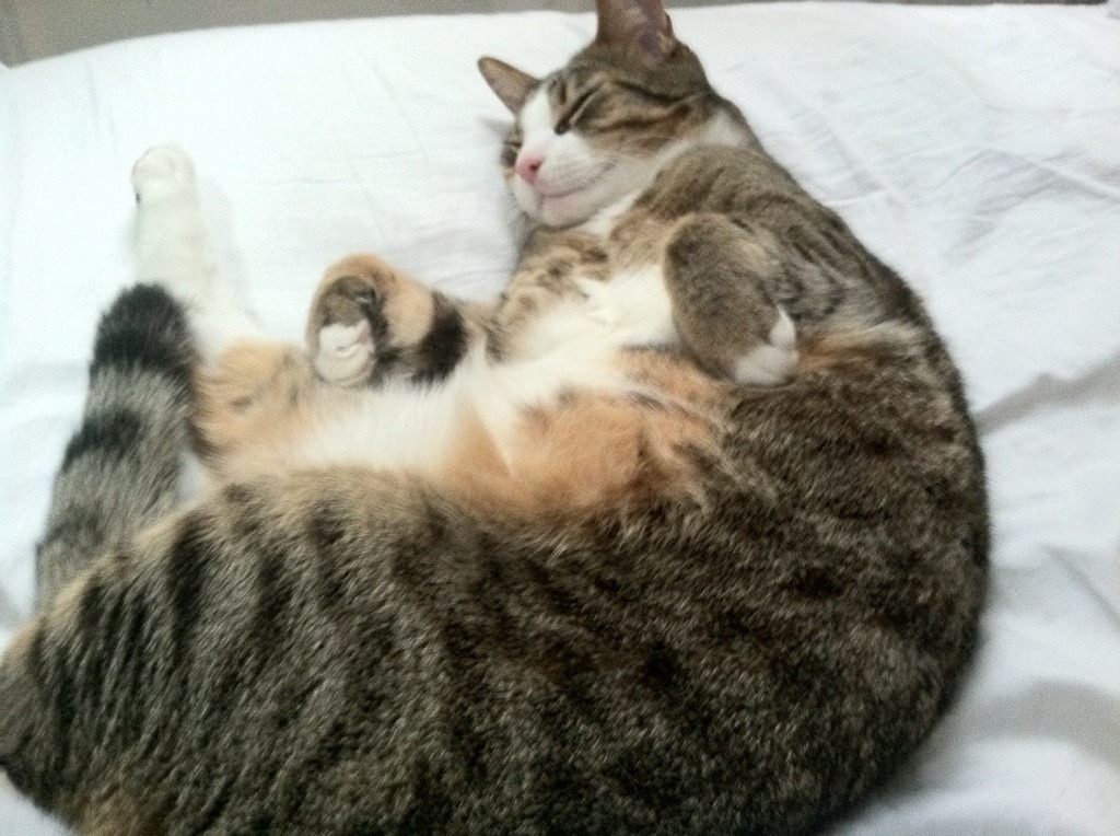 校园体育文化与学生创新精神培养，校园体育文化建设对于塑造大学生的健康体质和完整人格