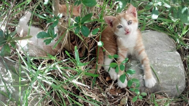 皇马再战欧洲冠军联赛四分之一决赛,皇马欧冠四连冠