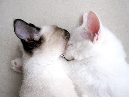 Cole Palmer决赛梅开二度引领胜利,总决赛梅奥