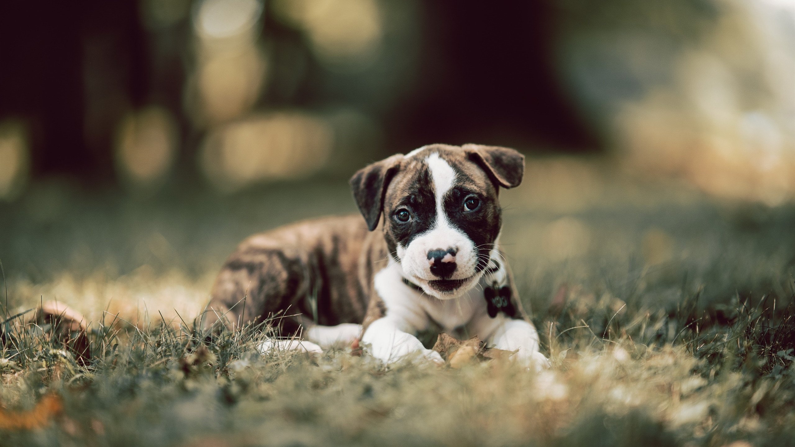 FB体育平台-中国篮球冲奥之路背后隐藏多少辛酸与坚持，中国奥运篮球比赛