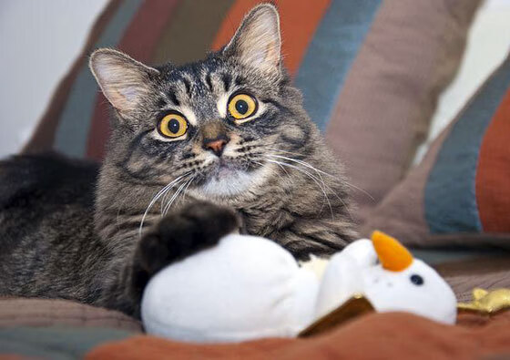 印度乒乓赛制改革:向国际标准迈进,印度乒乓球男运动员