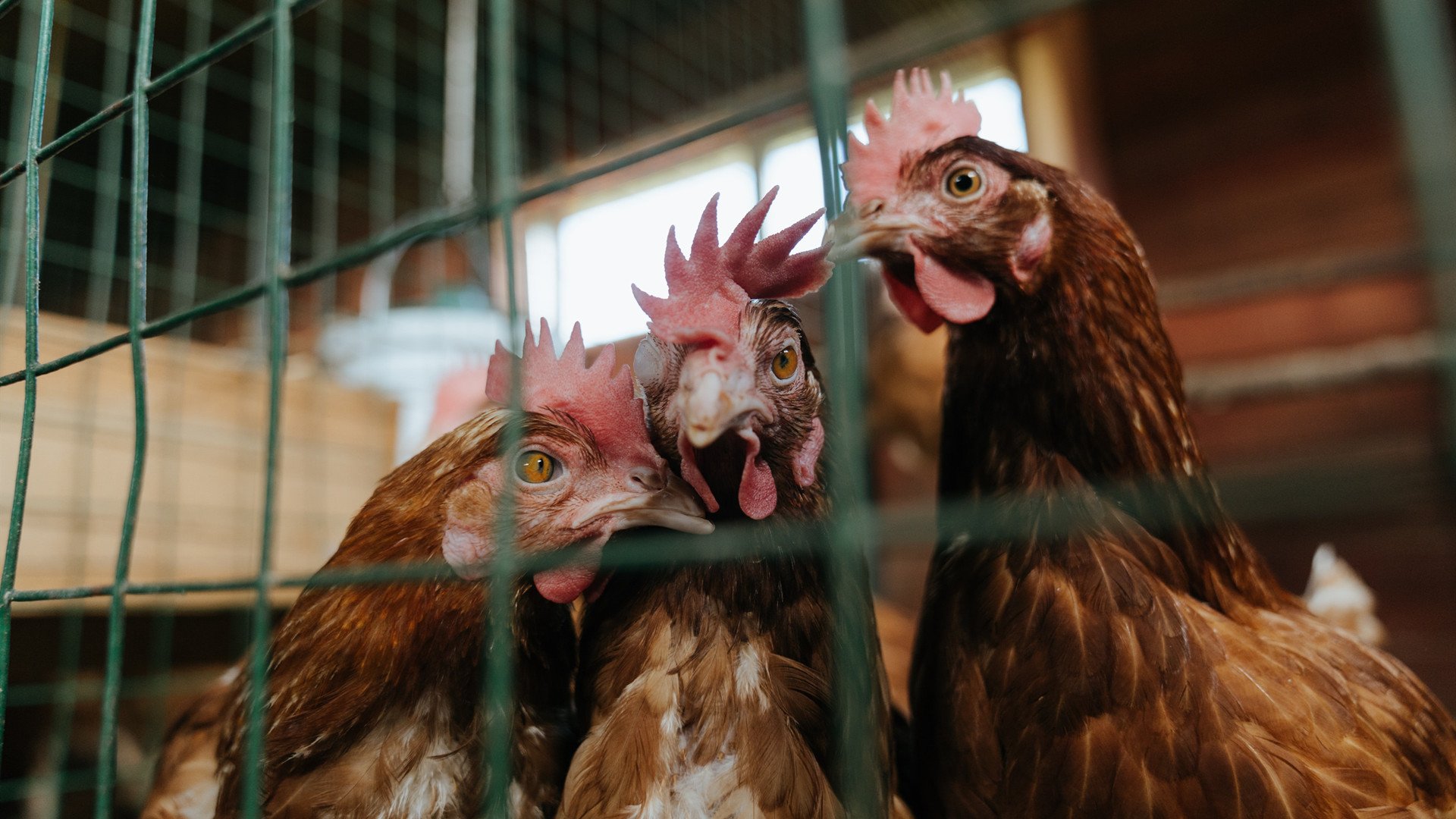 压迫式防守对快攻得分转化率的影响,压迫式是什么动作